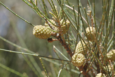 APII jpeg image of Casuarina obesa  © contact APII