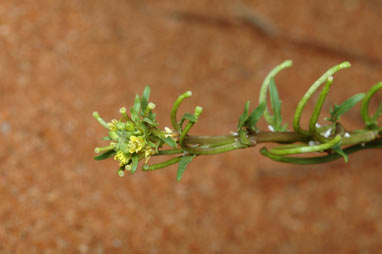 APII jpeg image of Sisymbrium runcinatum  © contact APII