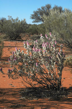 APII jpeg image of Ptilotus rotundifolius  © contact APII