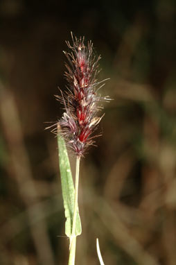 APII jpeg image of Cenchrus ciliaris  © contact APII