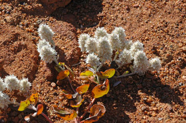 APII jpeg image of Ptilotus roei  © contact APII