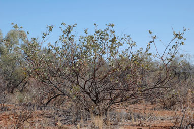 APII jpeg image of Acacia pyrifolia  © contact APII