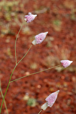 APII jpeg image of Ptilotus calostachyus  © contact APII