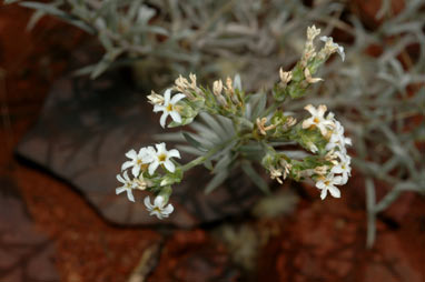 APII jpeg image of Heliotropium tenuifolium  © contact APII