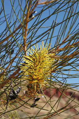 APII jpeg image of Hakea chordophylla  © contact APII