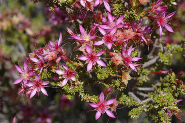 APII jpeg image of Calytrix carinata  © contact APII