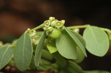 APII jpeg image of Phyllanthus reticulatus  © contact APII