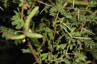 APII jpeg image of Vachellia farnesiana  © contact APII