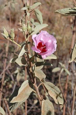 APII jpeg image of Gossypium australe  © contact APII