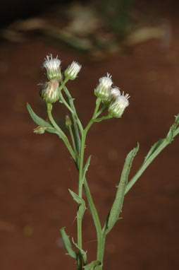 APII jpeg image of Pluchea rubelliflora  © contact APII