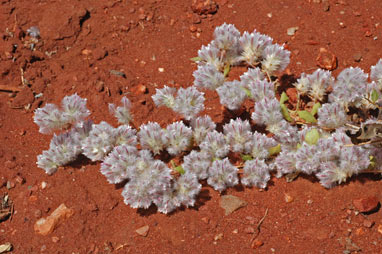 APII jpeg image of Ptilotus axillaris  © contact APII