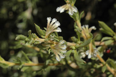 APII jpeg image of Scaevola sericophylla  © contact APII