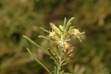 APII jpeg image of Olearia dampieri subsp. dampieri  © contact APII