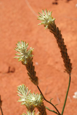 APII jpeg image of Ptilotus polystachyus  © contact APII