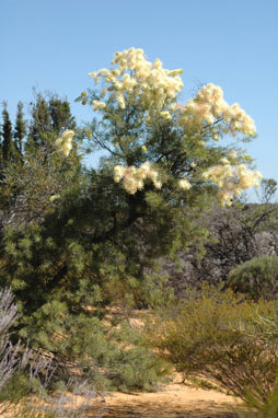 APII jpeg image of Grevillea annulifera  © contact APII