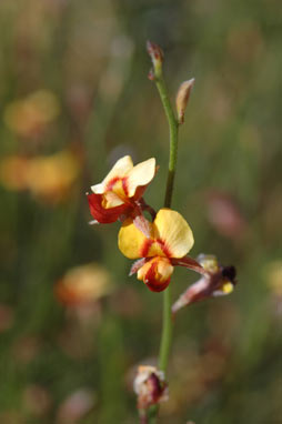 APII jpeg image of Jacksonia arenicola  © contact APII