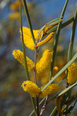 APII jpeg image of Acacia neurophylla subsp. neurophylla  © contact APII