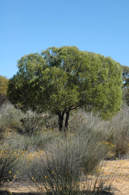 APII jpeg image of Santalum acuminatum  © contact APII