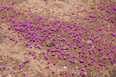 APII jpeg image of Calandrinia primuliflora  © contact APII