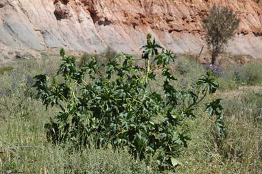 APII jpeg image of Ricinus communis  © contact APII