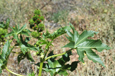 APII jpeg image of Ricinus communis  © contact APII