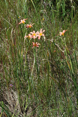 APII jpeg image of Moraea flaccida  © contact APII