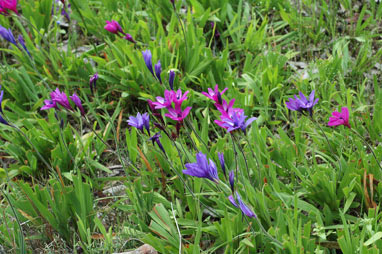 APII jpeg image of Babiana angustifolia  © contact APII