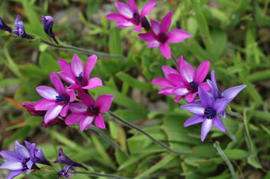 APII jpeg image of Babiana angustifolia  © contact APII