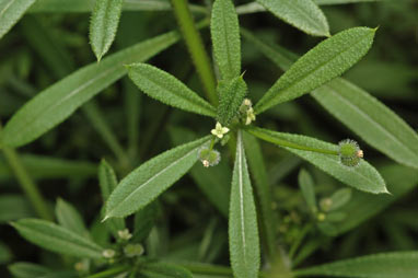 APII jpeg image of Galium aparine  © contact APII