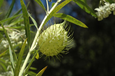 APII jpeg image of Gomphocarpus fruticosus  © contact APII