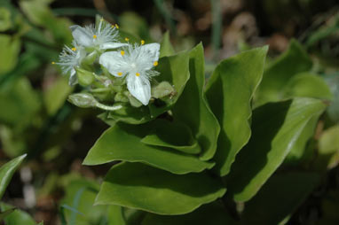 APII jpeg image of Tradescantia fluminensis  © contact APII