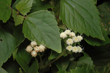 APII jpeg image of Ageratina adenophora  © contact APII