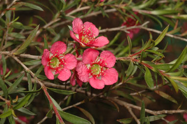 APII jpeg image of Leptospermum 'Bywong Merinda'  © contact APII