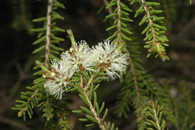 APII jpeg image of Melaleuca howeana  © contact APII