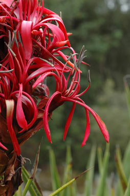 APII jpeg image of Doryanthes excelsa  © contact APII