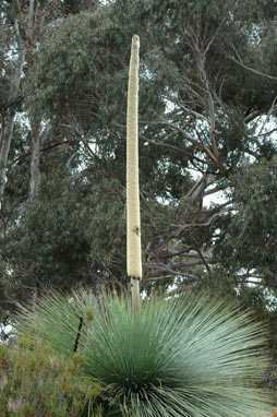 APII jpeg image of Xanthorrhoea johnsonii  © contact APII