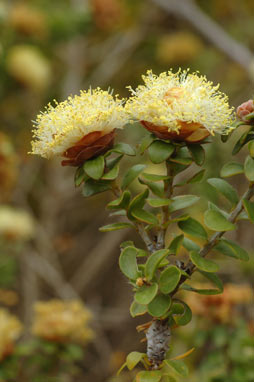 APII jpeg image of Melaleuca megacephala  © contact APII