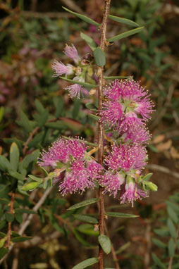 APII jpeg image of Melaleuca laxiflora  © contact APII