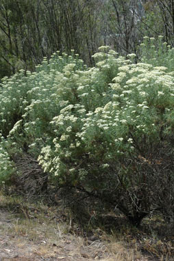 APII jpeg image of Cassinia longifolia  © contact APII