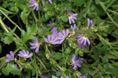 APII jpeg image of Scaevola albida 'Super Cluster'  © contact APII