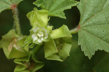 APII jpeg image of Malva parviflora  © contact APII