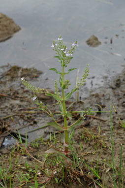 APII jpeg image of Veronica anagallis-aquatica  © contact APII