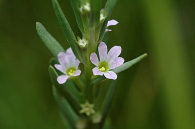 APII jpeg image of Lythrum hyssopifolia  © contact APII