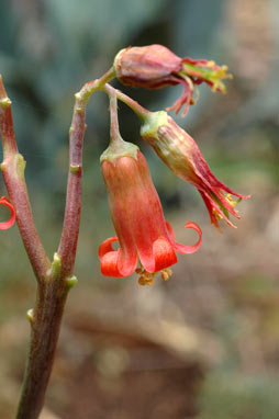 APII jpeg image of Cotyledon macrantha  © contact APII