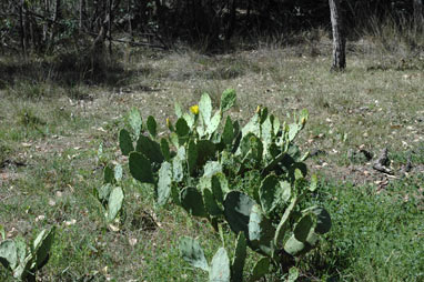 APII jpeg image of Opuntia stricta  © contact APII