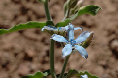 APII jpeg image of Oxypetalum coeruleum  © contact APII