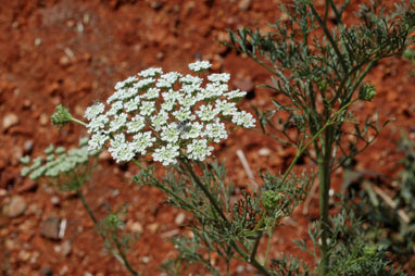 APII jpeg image of Ammi majus  © contact APII