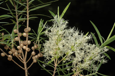 APII jpeg image of Melaleuca linariifolia  © contact APII