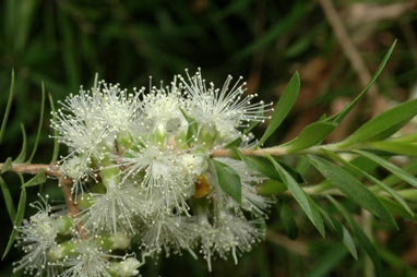 APII jpeg image of Melaleuca bracteata  © contact APII