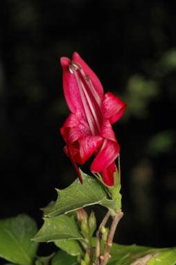 APII jpeg image of Graptophyllum ilicifolium  © contact APII